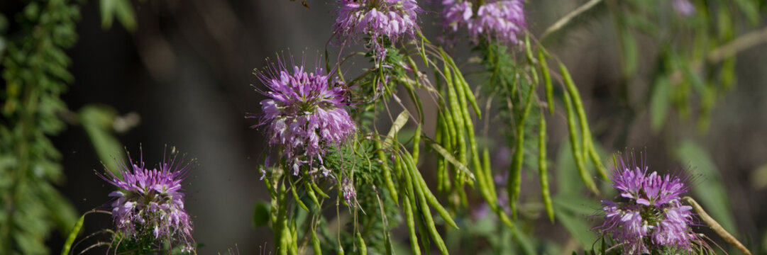 Honey Bee on a Rocky Mountain Bee Plant in Utah