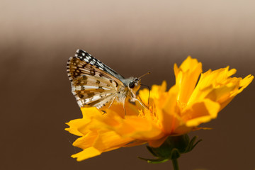 Common Checkered Skipper butterfly on native yellow tickseed flower