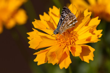 Common Checkered Skipper butterfly on native yellow tickseed flower