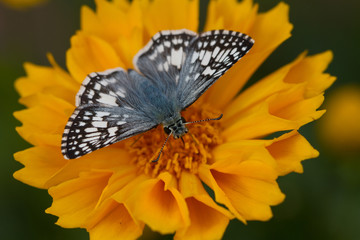 Fototapeta premium Common Checkered Skipper butterfly on native yellow tickseed flower