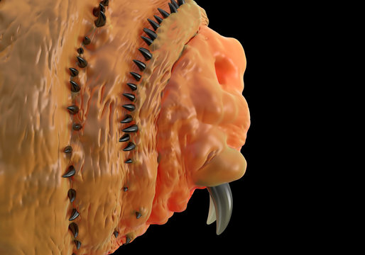 Botfly ,Bot fly larva or Gasterophilus parasitic fly larva