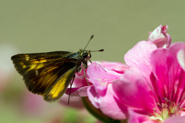 Taxiles Skipper butterfly on pink geranium flower