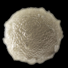 white blood cell (leucocyte)