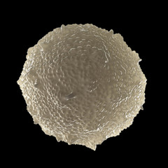 white blood cell (leucocyte)