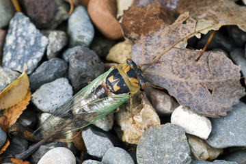 Aztec Cicada or Desert Cicada on gravel in Sedona, Arizona