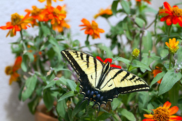 Western Tiger Swallowtail butterfly in a pot of native zinnias