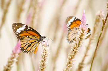 orange butterfly on flower