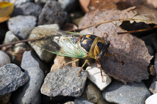 Aztec Cicada or Desert Cicada on gravel in Sedona, Arizona