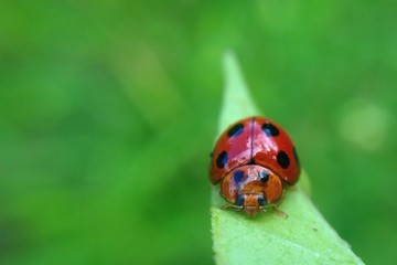 macro shot tiny ladybug