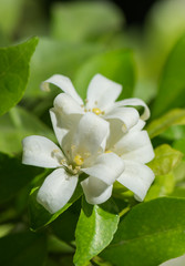 Macro Petal of Orange jasmine flower