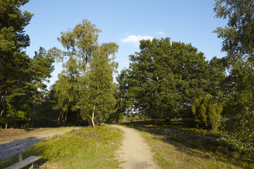 Fototapeta na wymiar Lüneburger Heide - Wanderweg in der Nähe von Egestorf