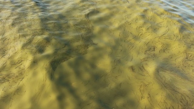 Dirty water polluted with blue-green bacteria - alga