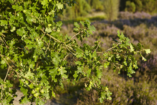 L&uuml;neburger Heide - Eicheln im Abendlicht
