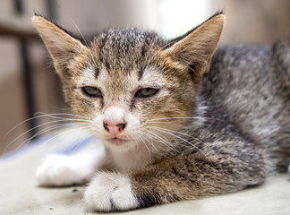 Little cute kitten lay on floor