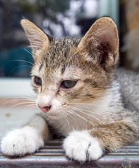 Little cute kitten lay on floor