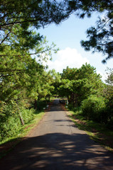 Fototapeta premium Bien Ho, ecotourism, pine forest, lake, Gia Lai, Vietnam