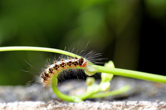 Caterpillar devouring the plants in a garden
