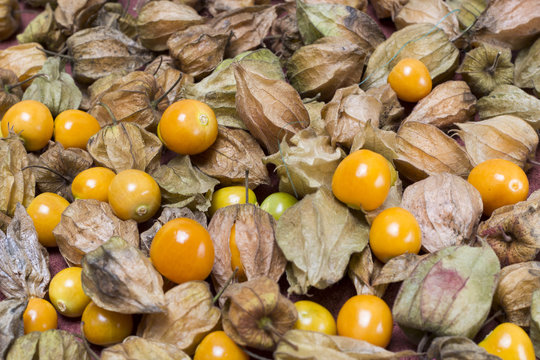 ochuva (Physalis peruviana)