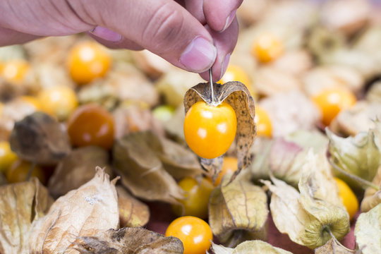 ochuva (Physalis peruviana)