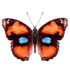 Naklejka premium Exotic orange butterfly (yellow pansy) isolated on white backgro