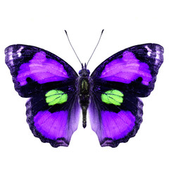 Exotic Purple butterfly (yellow pansy) isolated on white backgro