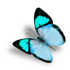 Beautiful flying fancy light blue butterfly (orange tip butterfl