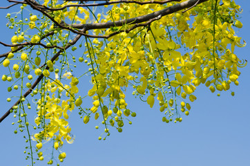 Yellow Flower of Laburnum Tree (Ratchaphruek Tree) Blooming On Summer.