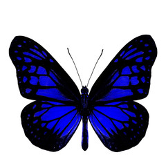 The beautiful blue butterfly in fancy color profile isolated on