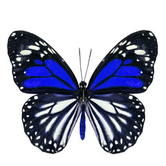 Beautiful blue butterfly with stretched wings in fancy color iso