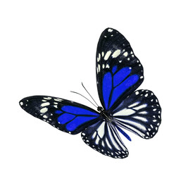 Beautiful flying blue butterfly with wings stretched isolated on