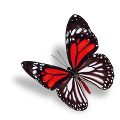 Fototapeta na wymiar Beautiful flying red butterfly, white tiger in fancy color profi