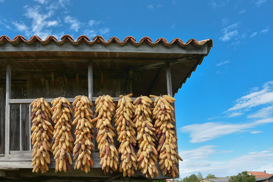 corn