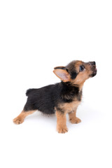 ノーリッチテリアの小犬