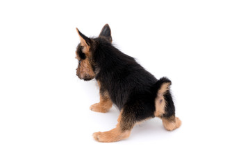 ノーリッチテリアの小犬 © blanche