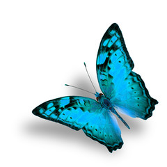 Beautiful Flying Vagrant Butterfly in fancy light blue color pro