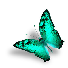 Beautiful Flying Vagrant Butterfly in fancy light green color pr
