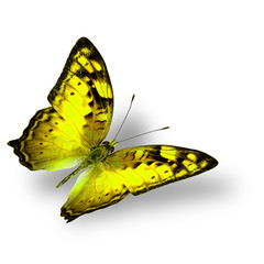 Beautiful flying yellow butterfly, the classical of creature on