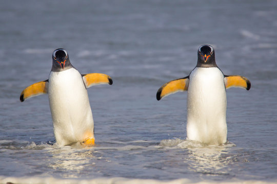 Two Gentoo Penguins coming in from fishing