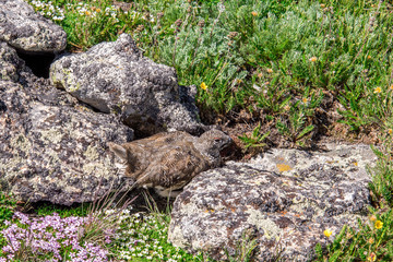 mountain landscape scenery with Ptarmigan camouflaged in the roc