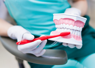 Woman dentist hygienist orthodontist in medical gloves holding jaw model and teaching the right technique of cleaning teeth properly and right with red tooth brush - obrazy, fototapety, plakaty