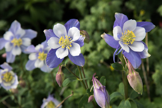 field with Rocky Mountain blue columbine flowers