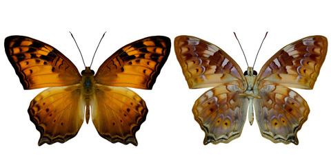 Set of beautiful Vagrant butterfly both upper and lower wing pro