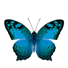 The beautiful light blue butterfly, Vagrant Butterfly stretch ba