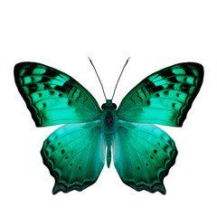 The beautiful light green butterfly, Vagrant Butterfly stretch b