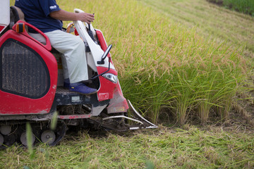 稲刈り