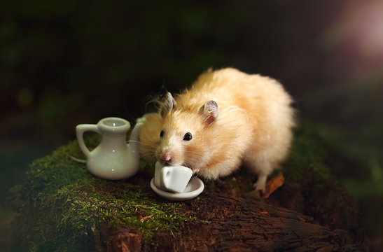 Golden Hamster is drinking coffee in the morning in the forest.