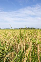 黄金色に色づいた収穫前の稲穂