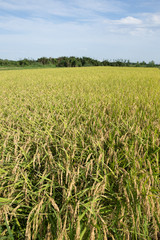 黄金色に色づいた収穫前の稲穂