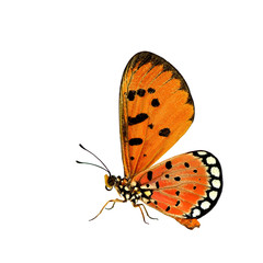 Beautiful orange butterfly, the Tawny Coster standing on the flo