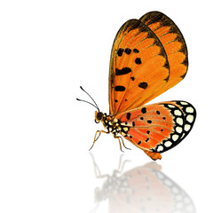 Beautiful flying Tawny Coster Butterfly with reflection shadow o
